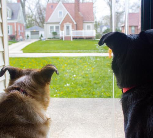 two dogs looking out a door way