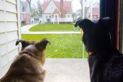 two dogs looking out a door way