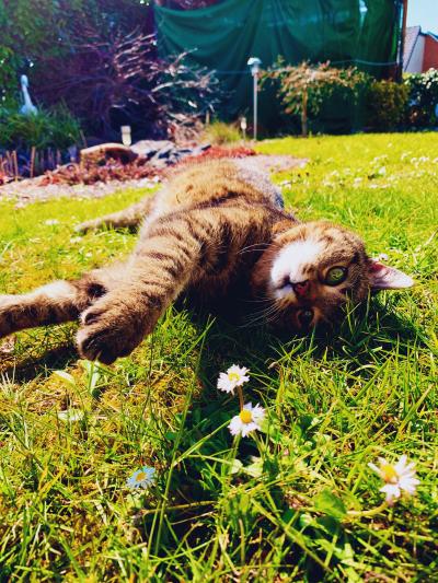 cat in yard