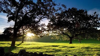 trees
