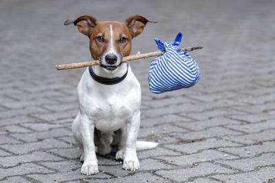loose dog
