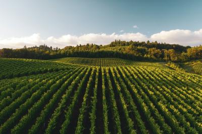 Aerial photo of a Willamette Valley vineyard