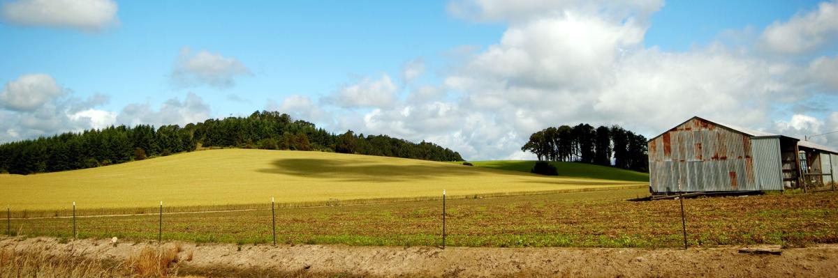 pasture