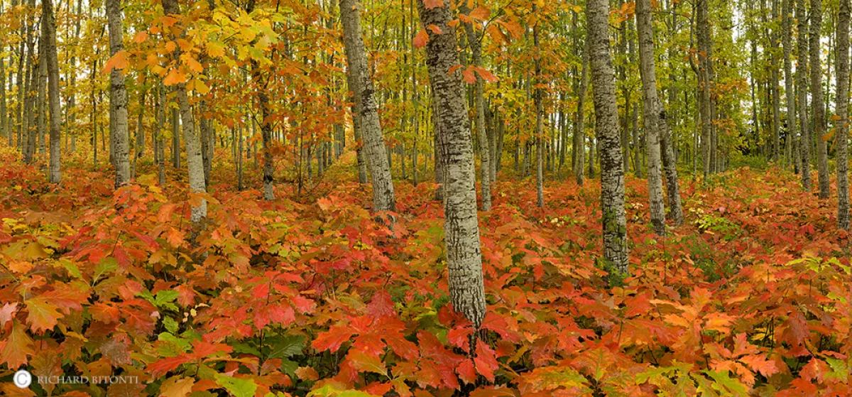 fall